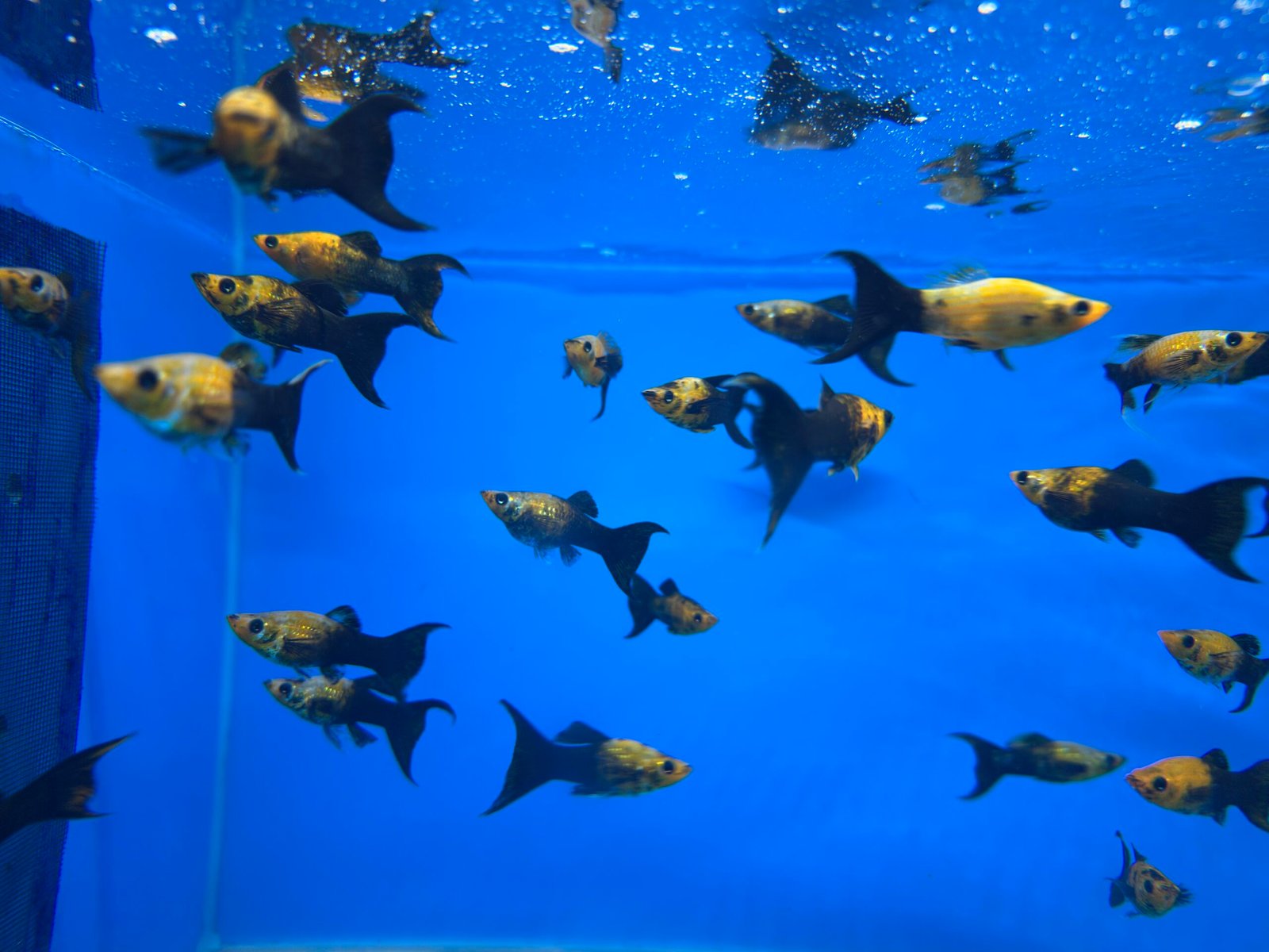 GoldenDuskTailMolly2