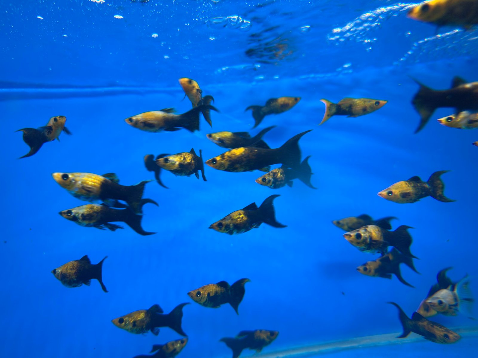 GoldenDuskTailMolly3