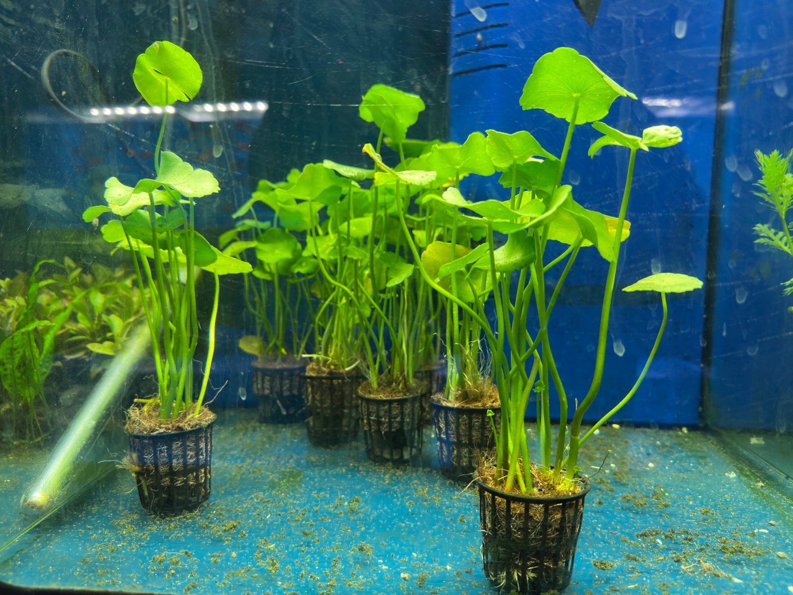 Hydrocotyle Verticillata