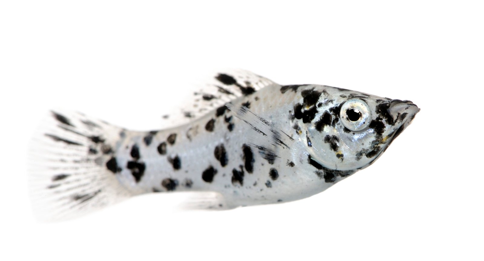 Dalmatian Molly - Poecilia latipinna