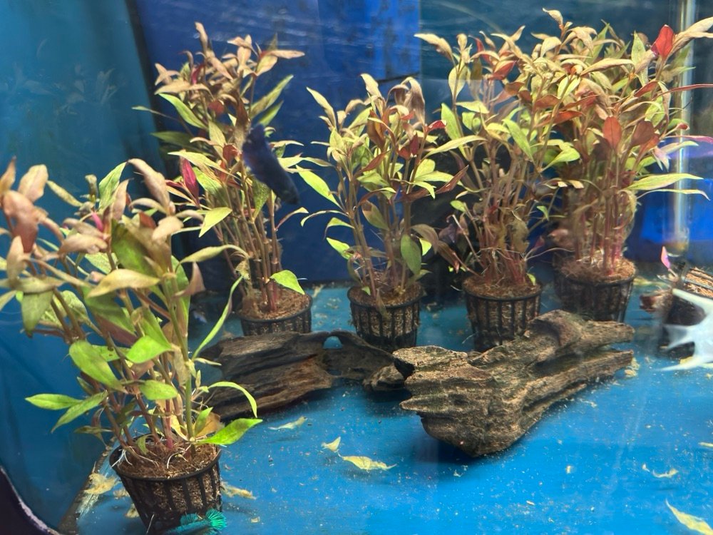 Alternanthera Reineckii1