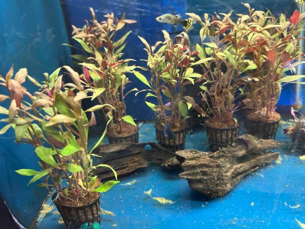 Alternanthera Reineckii2