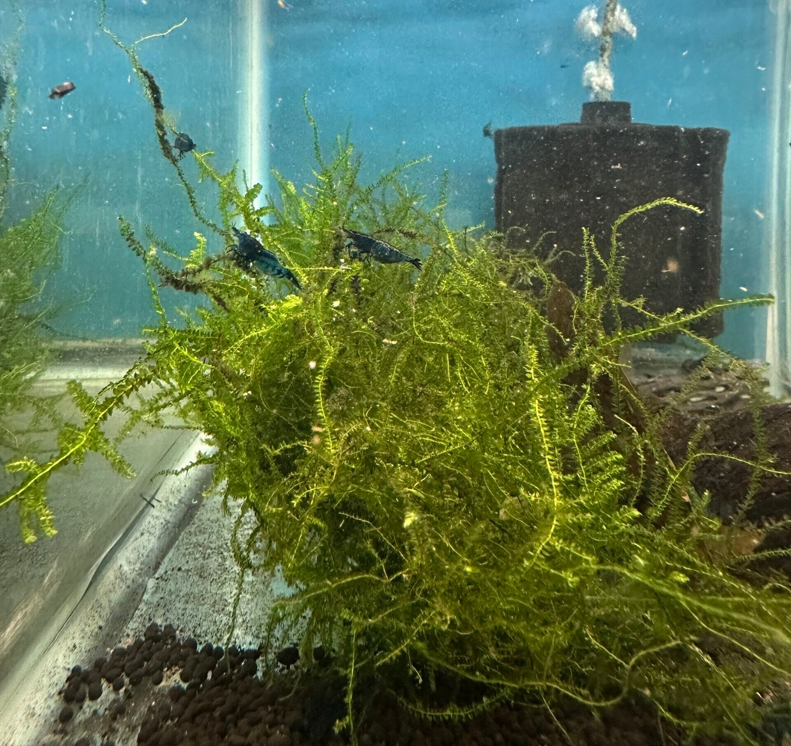 Blue Neocaridina Shrimp