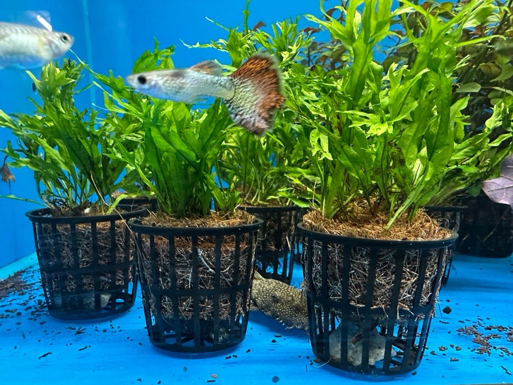 Microsorum Windelov1