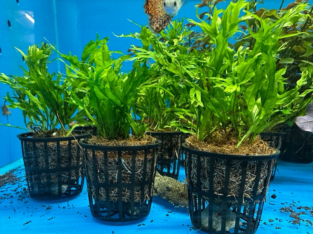 Microsorum Windelov2