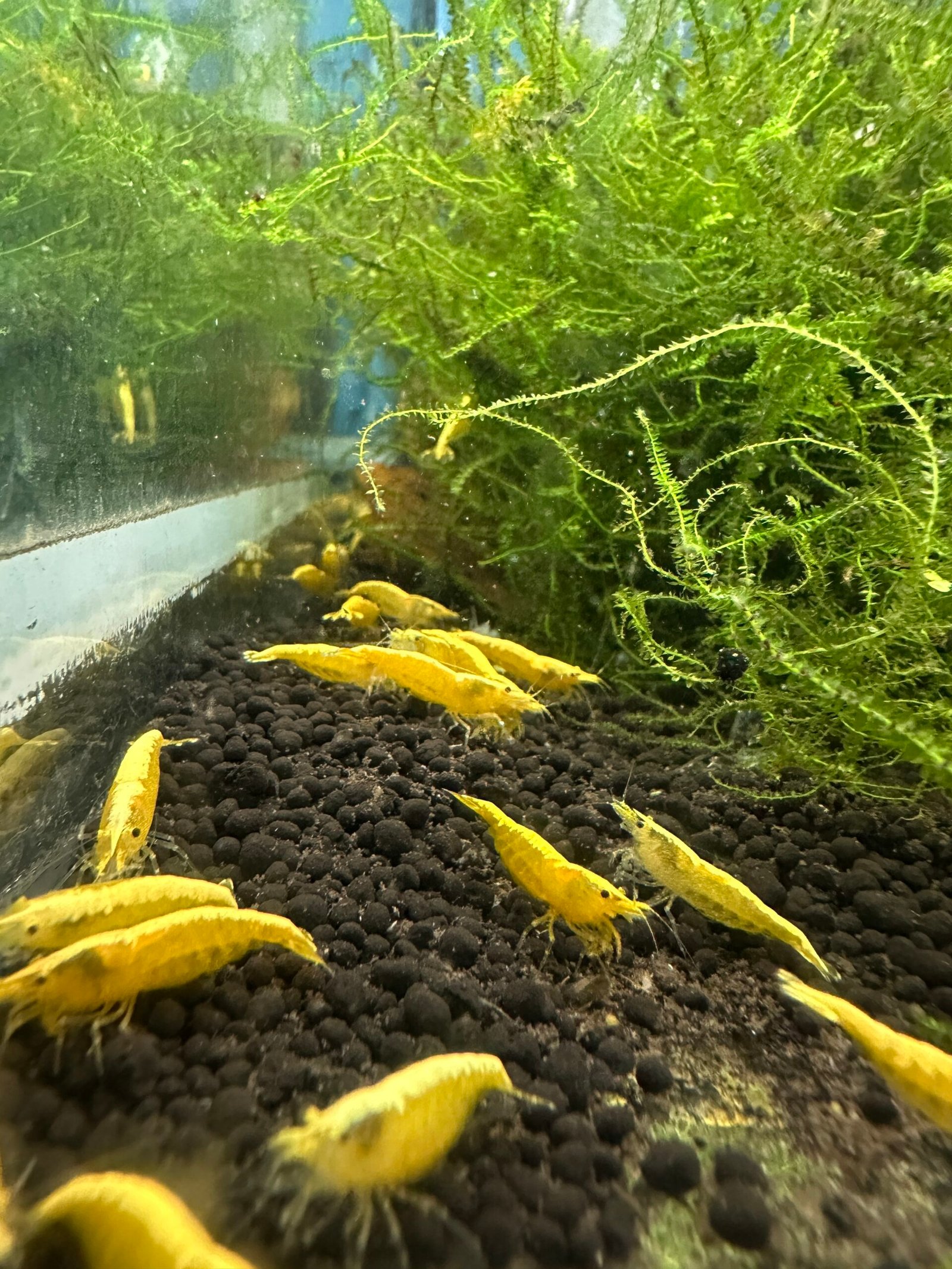 Neocaridina shrimp Yellow