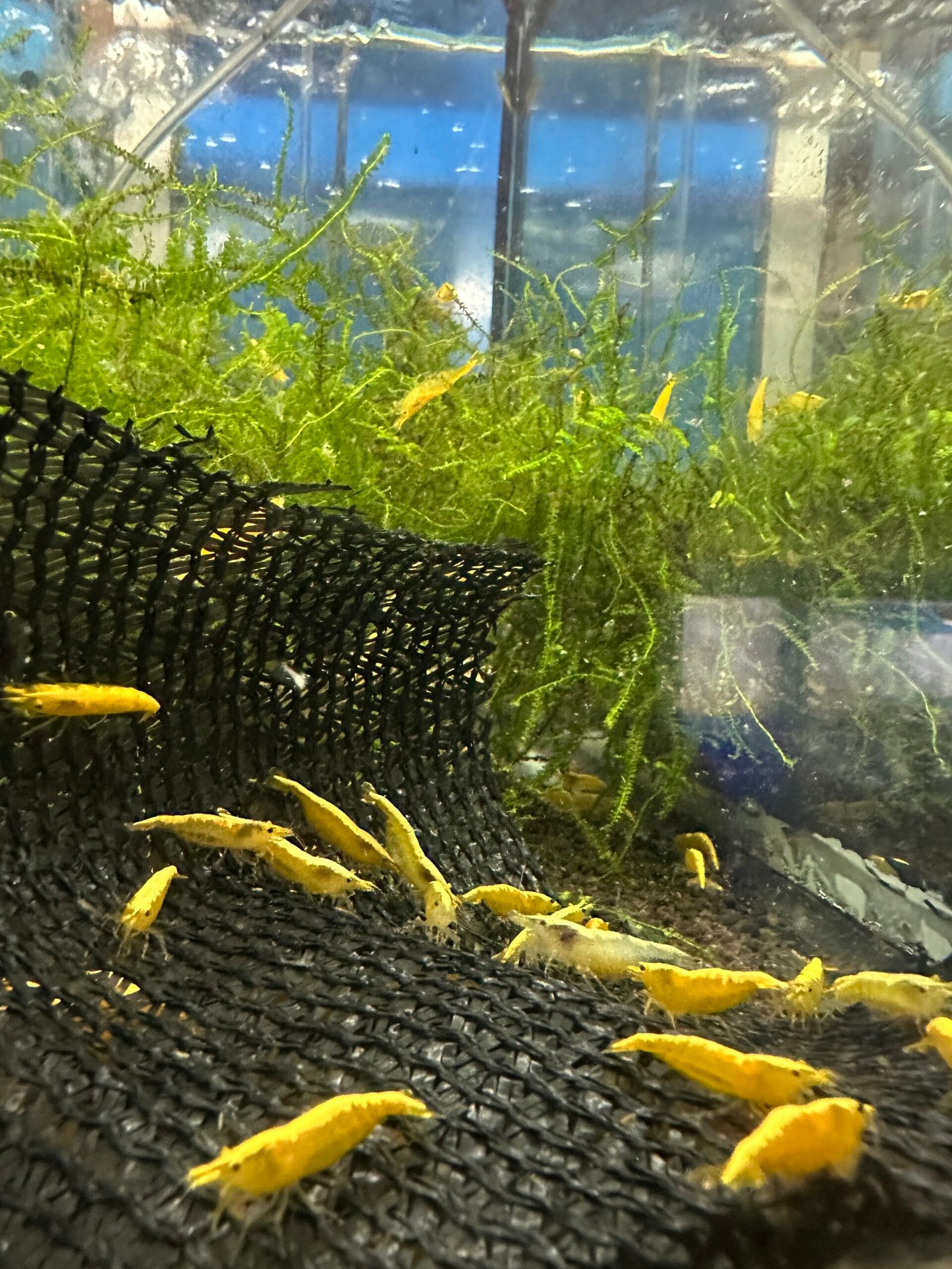 Yellow Neocaridina Shrimp
