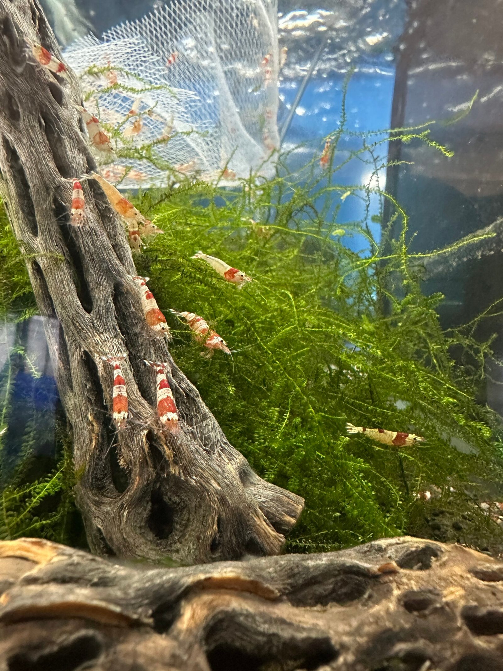 neocaridina shrimp Albino2