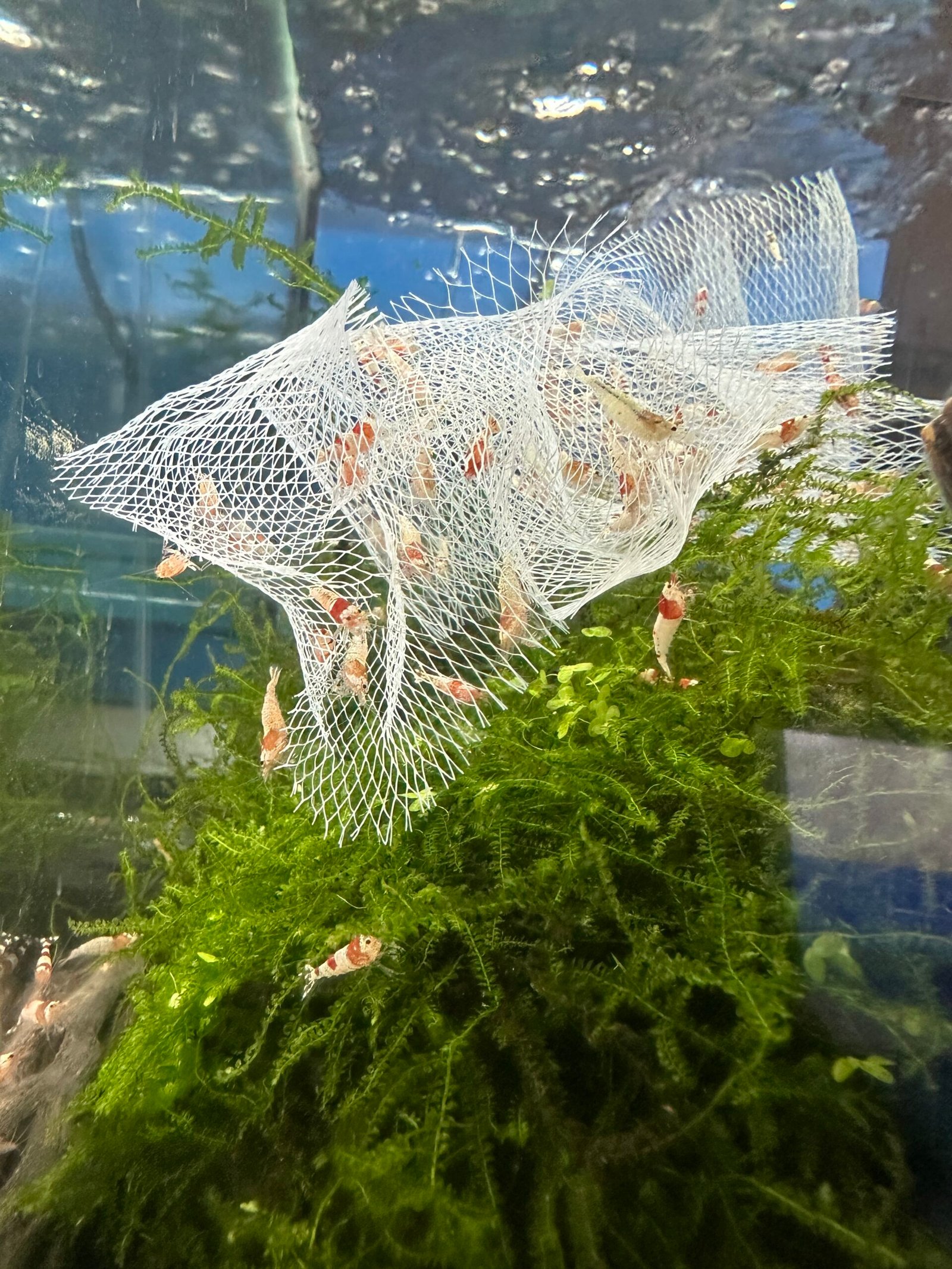 neocaridina shrimp Albino3